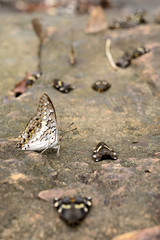 Black Rajah butterfly on the rock