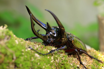 Caucasus beetle (Chalcosoma chiron) in Indonesia