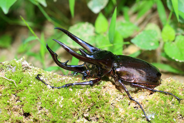 Caucasus beetle (Chalcosoma chiron) in Indonesia