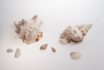 Still life on a white background with seashells and pebbles
