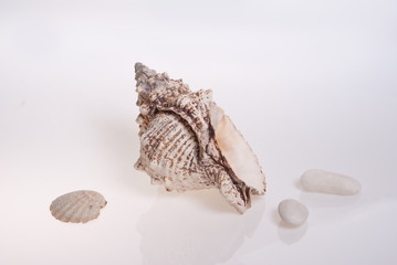 Still life on a white background with seashells and pebbles