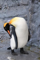 毛づくろいをするペンギン