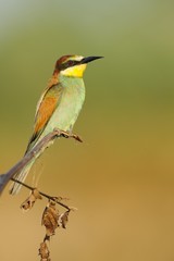 Bee-eater photographed in its natural environment dawn. (Merops apiaster)