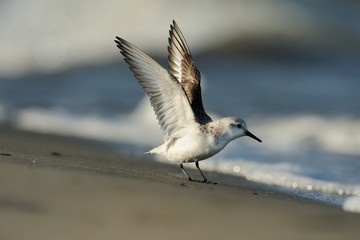 Sanderling (Calidris alba)