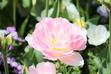 ピンクの八重咲きチューリップ