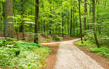 Wald Weg