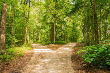 Wald Weg Richtung Entscheiden