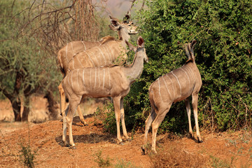 Kudu antelopes (Tragelaphus strepsiceros) feeding on a tree, Kruger National Park, South Africa.