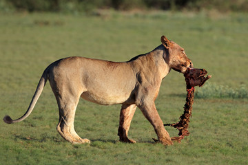 A lioness (Panthera leo) with the remains of antelope prey, Kalahari, South Africa .