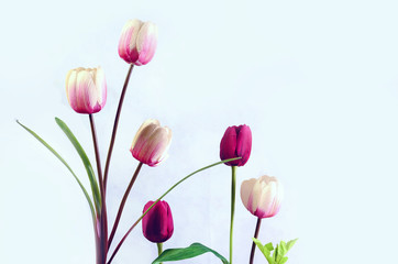 Fototapeta premium tulips flower