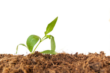 new life : young sapling on soil