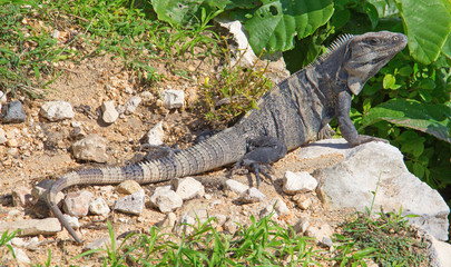 Iguana