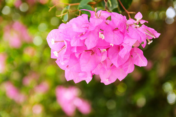 blooming bougainvillea : Colorful Paper flower