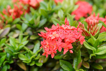 ixora flower on plant in garden, rubiaceae flower