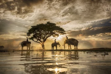 Crédence de cuisine en verre imprimé Éléphant L& 39 ombre d& 39 un arbre, les rizières d& 39 éléphants.