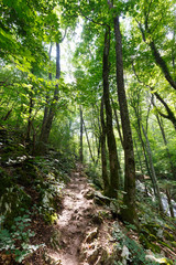 Obraz premium Deciduous forest in the summer