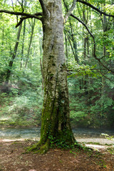 Large beech tree by the river