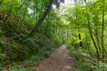 Deciduous forest in the summer