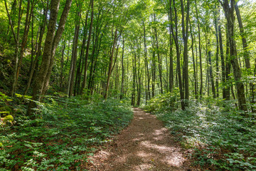 Deciduous forest in the summer