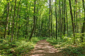 Obraz premium Deciduous forest in the summer