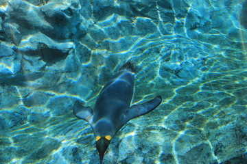 水の中を優雅に泳ぐペンギン