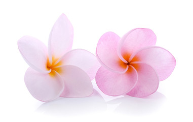 Fototapeta na wymiar pink Tropical flowers frangipani (plumeria) isolated on white ba