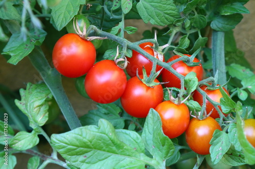 &amp;quot;strauchtomaten&amp;quot; Stockfotos und lizenzfreie Bilder auf Fotolia.com ...