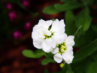 Double-flowered stock, white Matthiola incana 'Albita' 