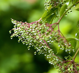 Droplets of Water on Plant after Rain in the Garden