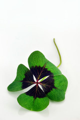 Kleeblatt