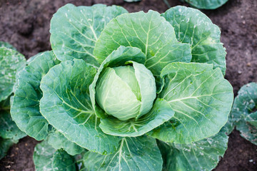 head of cabbage plugs