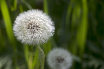 Flower dandelion in a nice summer day