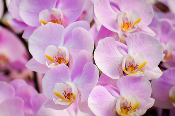 Beautiful orchid flower in garden.