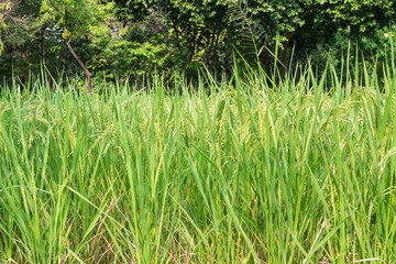 Paddy rice in field.