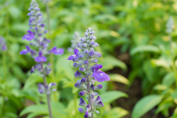 Colorful of flowers.