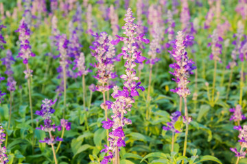 Colorful of flowers.