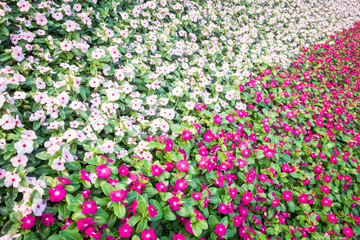 Colorful of flowers.