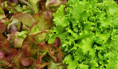 Green and red lettuce