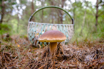boletus mushroom growing in a pine forest