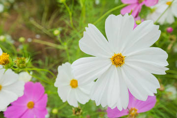 Fototapeta premium Cosmos flowers summer.