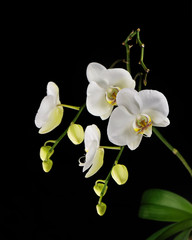 Beautiful orchid branch on black background.