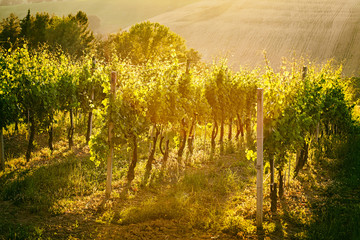 Vineyard rows in Marche, Italy