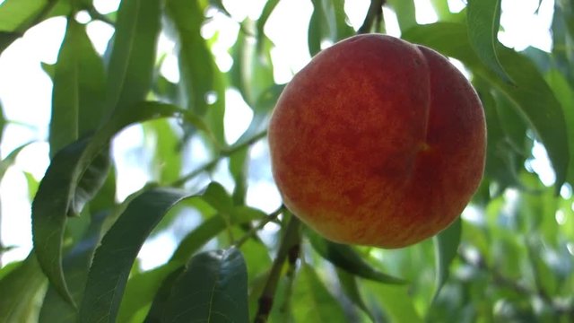 Big red ripe peach fruit hanging on peach tree on green background with leaves. Natural footage video in HD.