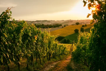 Foto op Canvas Wijngaardvelden in Marche, Italië © luigimorbidelli
