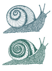 Vector illustration of a snail. Drawn in ink hand drawing. Engraved style illustration