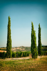 Vineyard fields near Morro d&rsquo;Alba in Marche, Italy