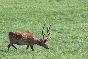 北海道の草原にいる野生の鹿