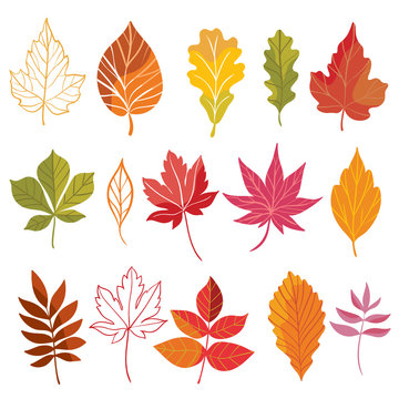 set of vector autumn leaves