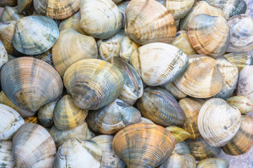 Shellfish for cook a seafood