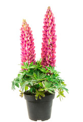 Isolated potted blue lupine flower